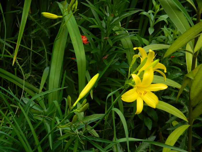 DSCN7321 - 2015_MAI_3