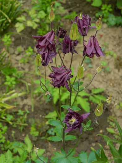 DSCN7324 - 2015_MAI_3