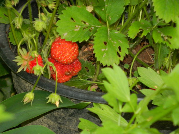 DSCN7329 - 2015_MAI_3