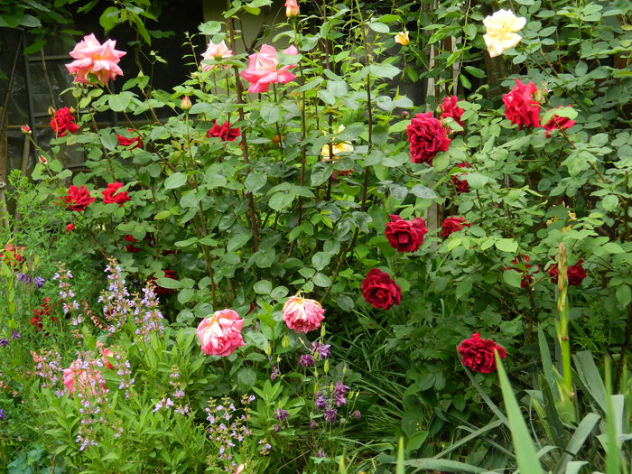 DSCN7331 - 2015_MAI_3