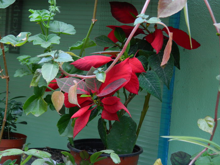 DSCN7338 - 2015_MAI_3