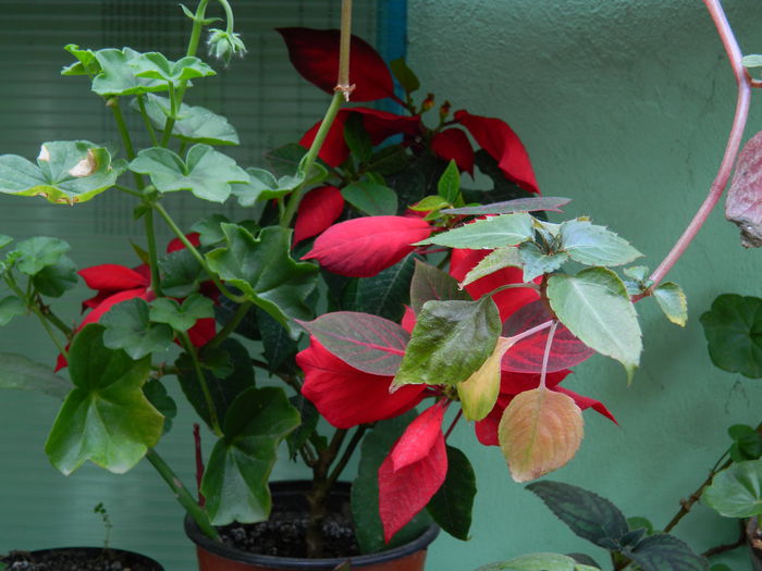 DSCN7339 - 2015_MAI_3
