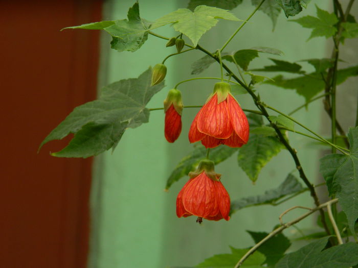 DSCN7340 - 2015_MAI_3