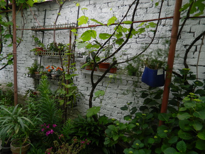 DSCN7343 - 2015_MAI_3