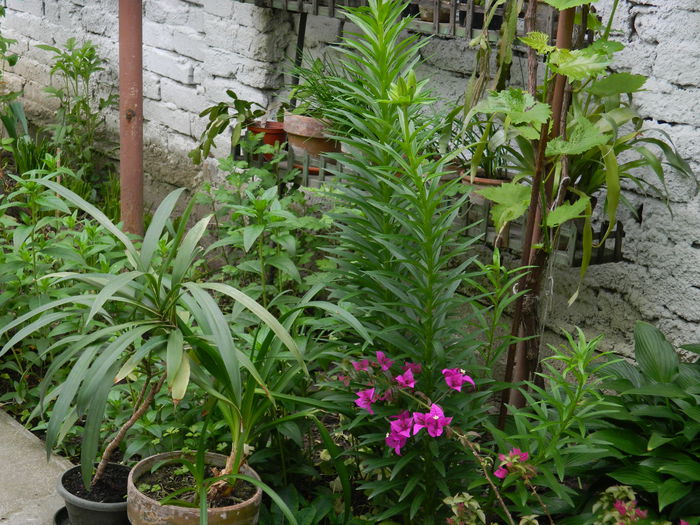 DSCN7344 - 2015_MAI_3