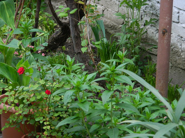 DSCN7345 - 2015_MAI_3