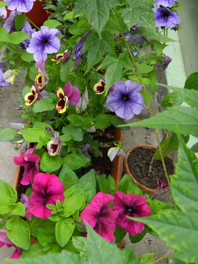 DSCN7347 - 2015_MAI_3