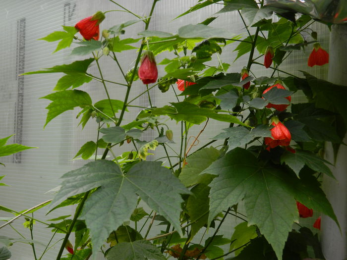 DSCN7349 - 2015_MAI_3