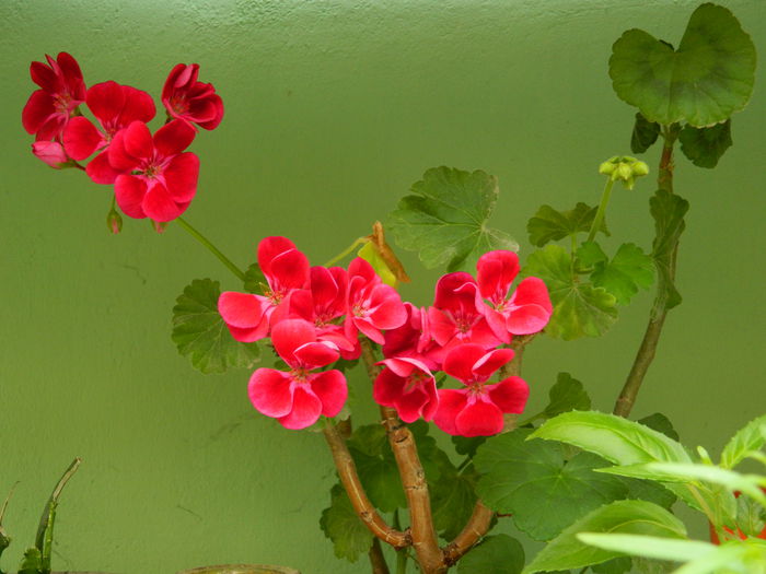 DSCN7350 - 2015_MAI_3