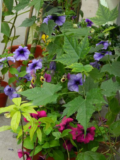 DSCN7352 - 2015_MAI_3