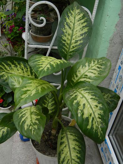 DSCN7354 - 2015_MAI_3