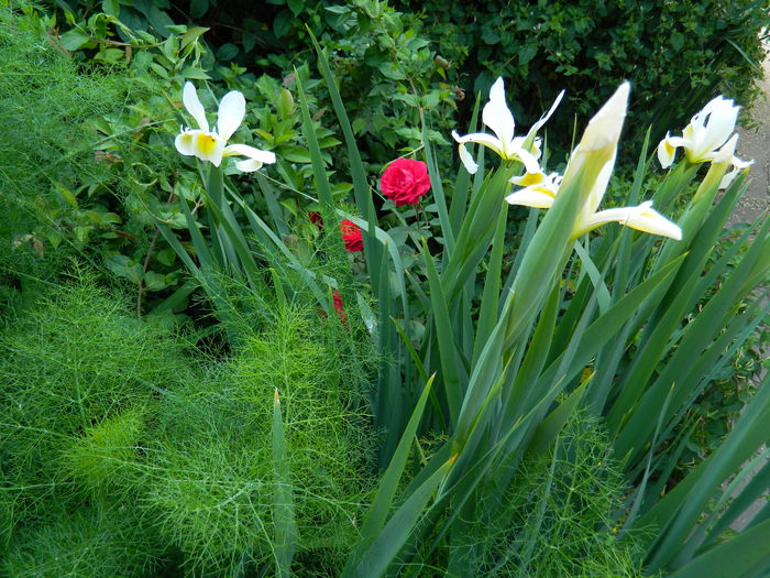 DSCN7374 - 2015_MAI_3
