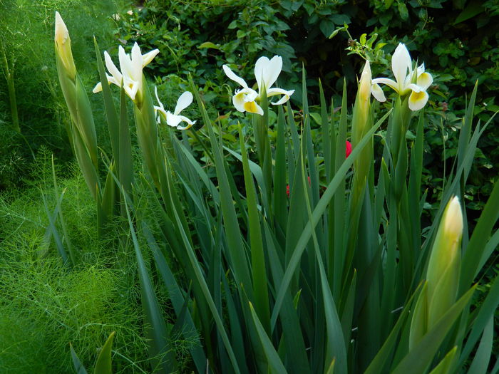 DSCN7409 - 2015_MAI_3