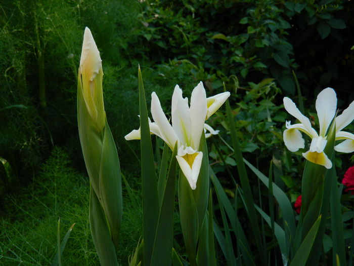 DSCN7410 - 2015_MAI_3