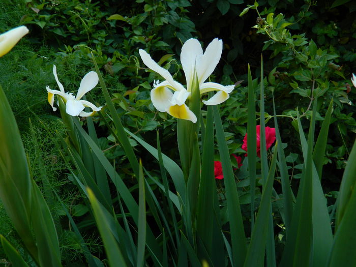 DSCN7411 - 2015_MAI_3