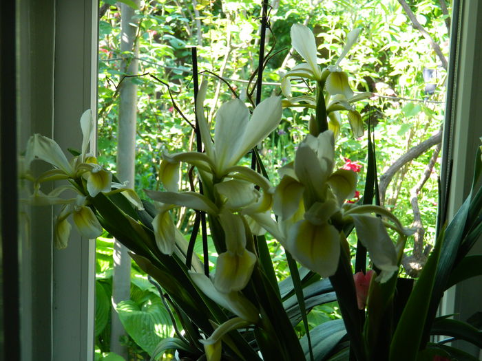 DSCN7442 - 2015_MAI_3