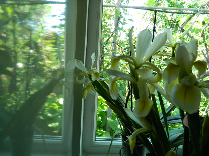 DSCN7444 - 2015_MAI_3