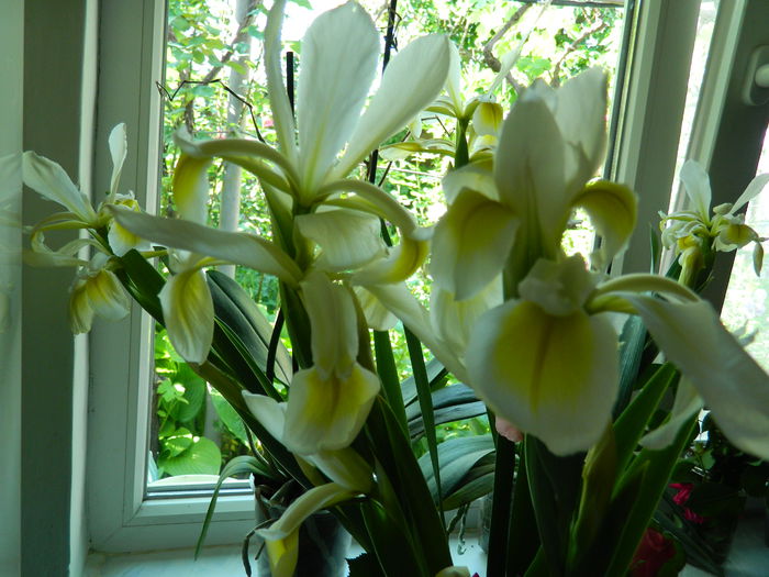 DSCN7445 - 2015_MAI_3