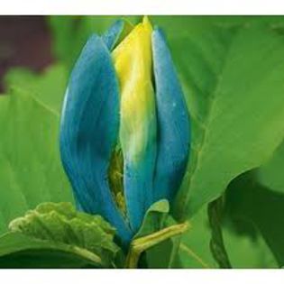 Blue Opal-asa va arata - Magnolii