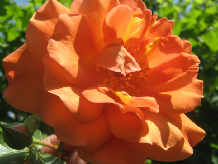 Picture My plants 3259 - Trandafiri 2015