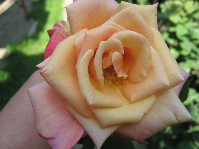 Picture My plants 3266