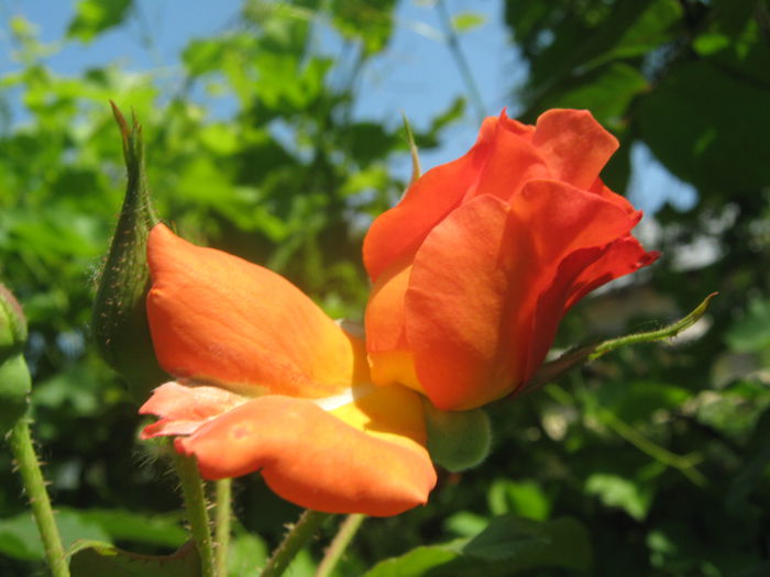 Picture My plants 3267