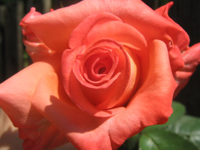 Picture My plants 3268