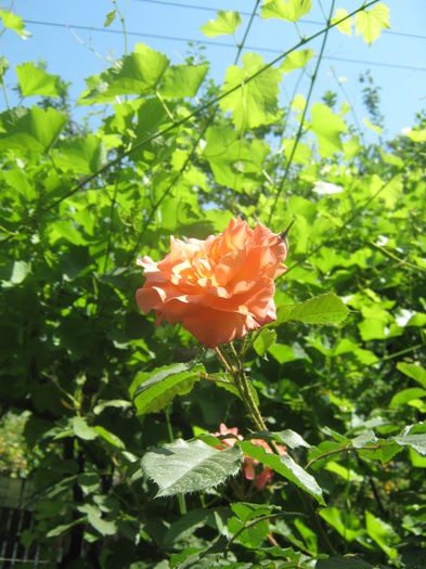 Picture My plants 3285