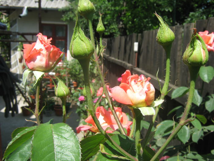 Picture My plants 3286