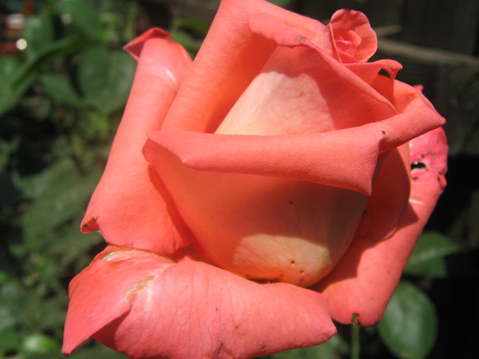 Picture My plants 3287