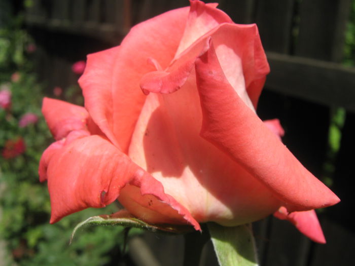 Picture My plants 3288