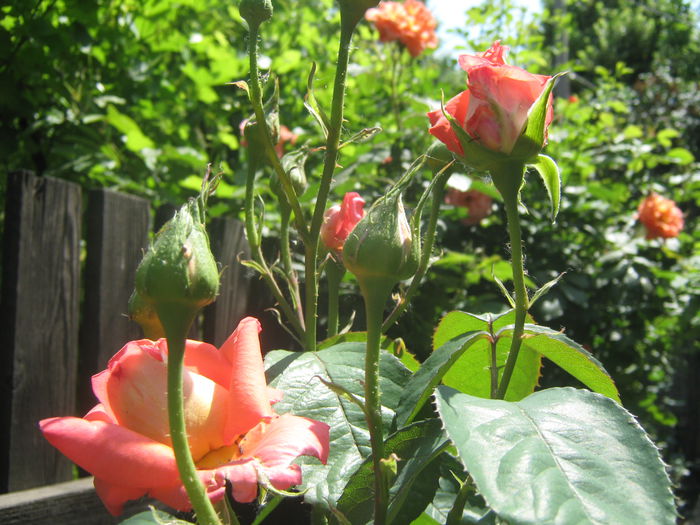 Picture My plants 3291