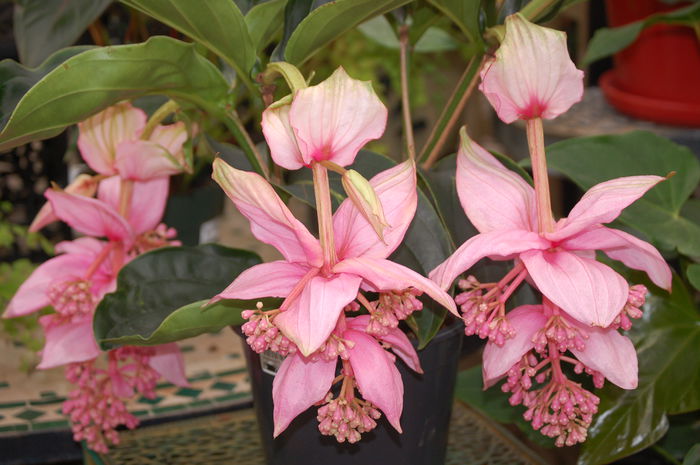 NET - MEDINILLA MAGNIFICA