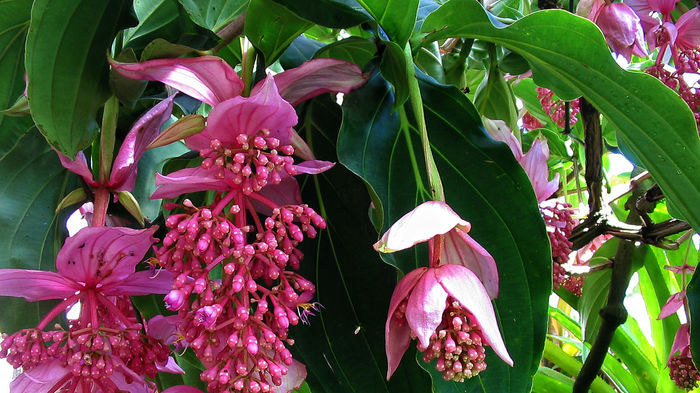 NET - MEDINILLA MAGNIFICA