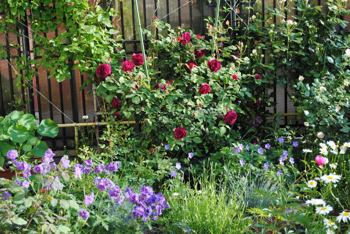 21 mai,Munstead Wood - 2015 trandafiri - I
