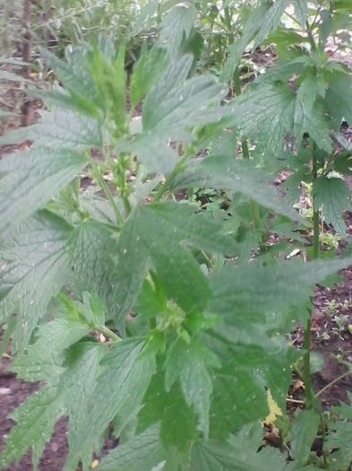 talpa gastei - a-a Plante medicinale-2015