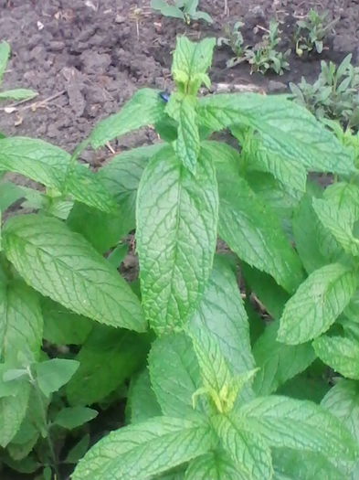 menta spicata