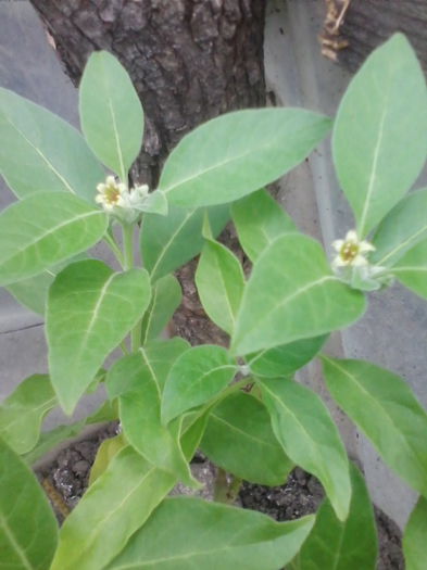 ginseng indian