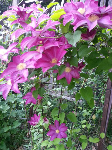 20150513_192815 - PINK CHAMPAGNE KAKIO