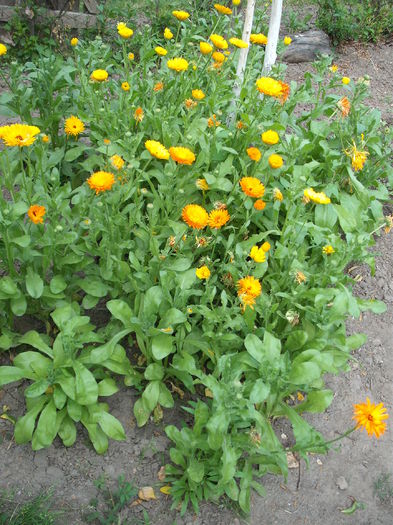 Galbenele - Plante de gradina