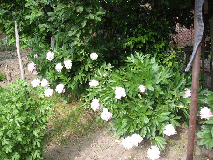 DSCF1917 - Plante de gradina