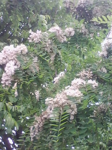 salcam - a-a Plante medicinale-2015