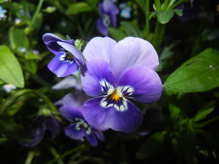 Pansy (2015, May 03) - PANSY_Viola tricolor