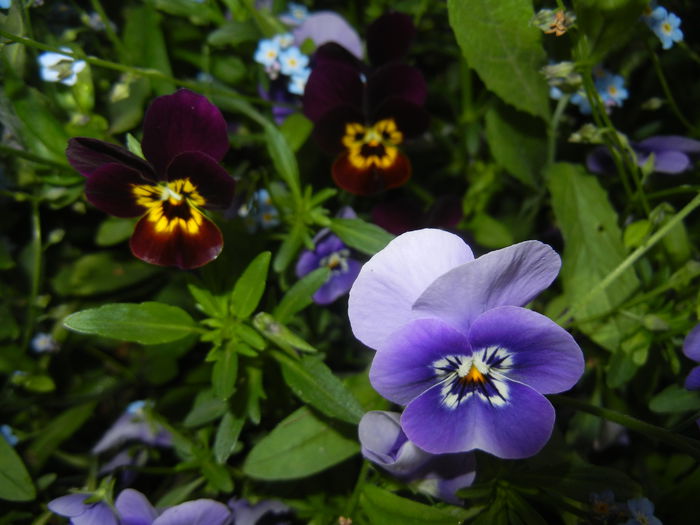 Pansy (2015, May 03) - PANSY_Viola tricolor