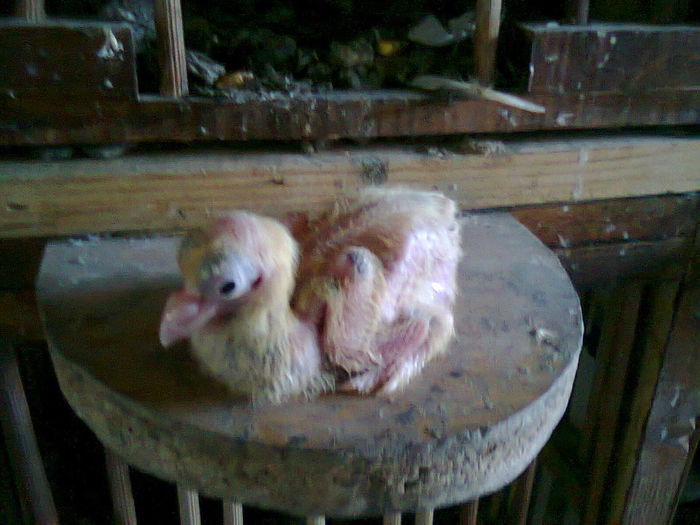 Fotografie7172 - PORUMBEI ROLLERI PERSANI Pergari