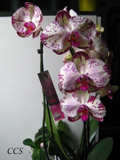 PHAELANOPSIS