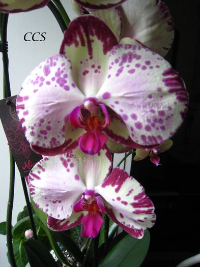 PHAELANOPSIS