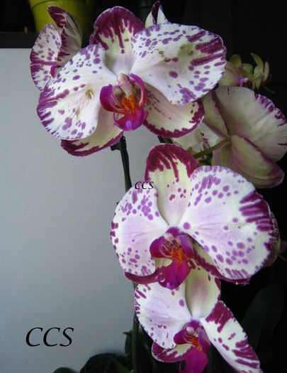 PHAELANOPSIS