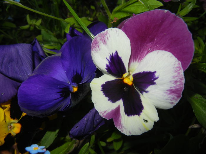 Pansy (2015, May 03) - PANSY_Viola x wittrockiana