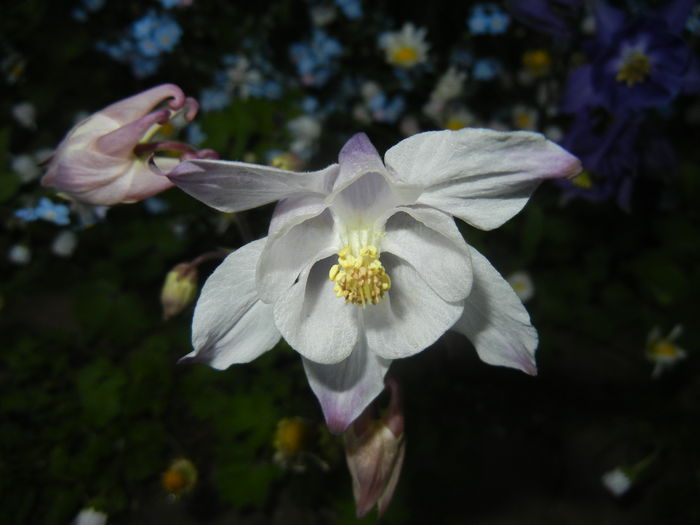 Aquilegia White (2015, May 03) - Aquilegia White